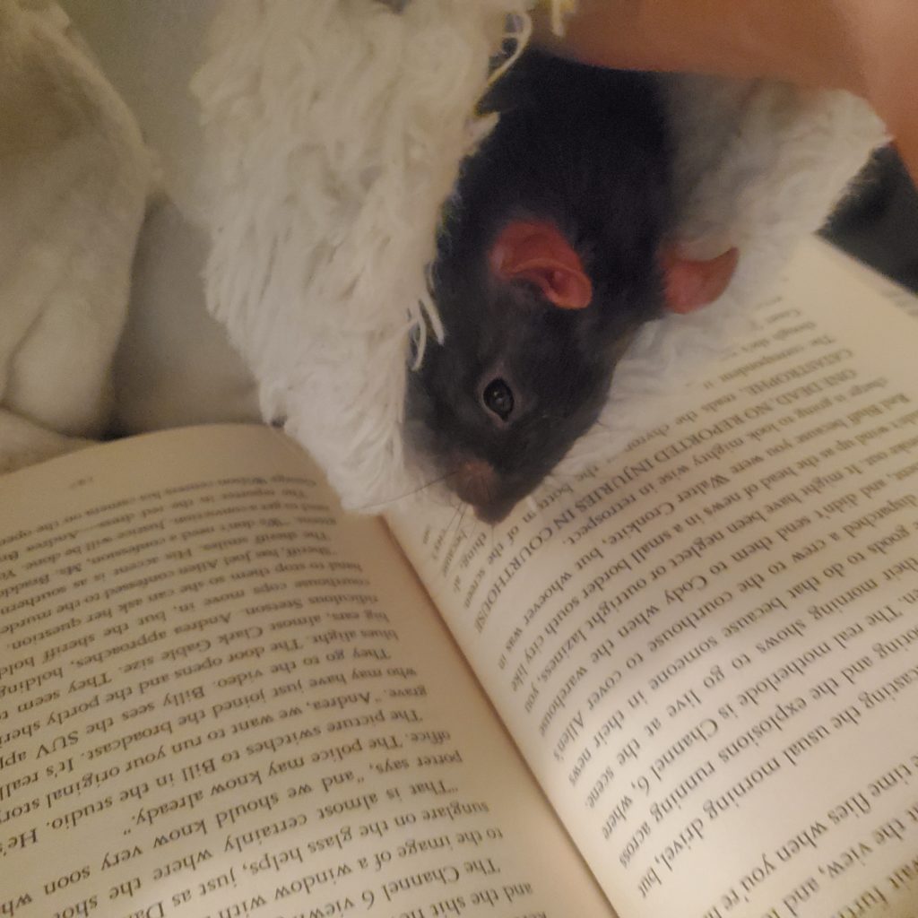 why keep rats as pets?